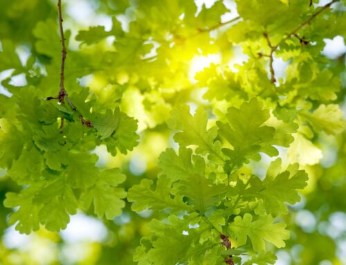What Trees Can Teach Us About Educational Transformation